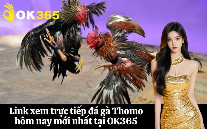 Link xem trực tiếp đá gà Thomo hôm nay mới nhất tại OK365