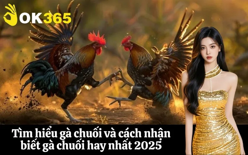 Tìm hiểu gà chuối và cách nhận biết gà chuối hay nhất 2025